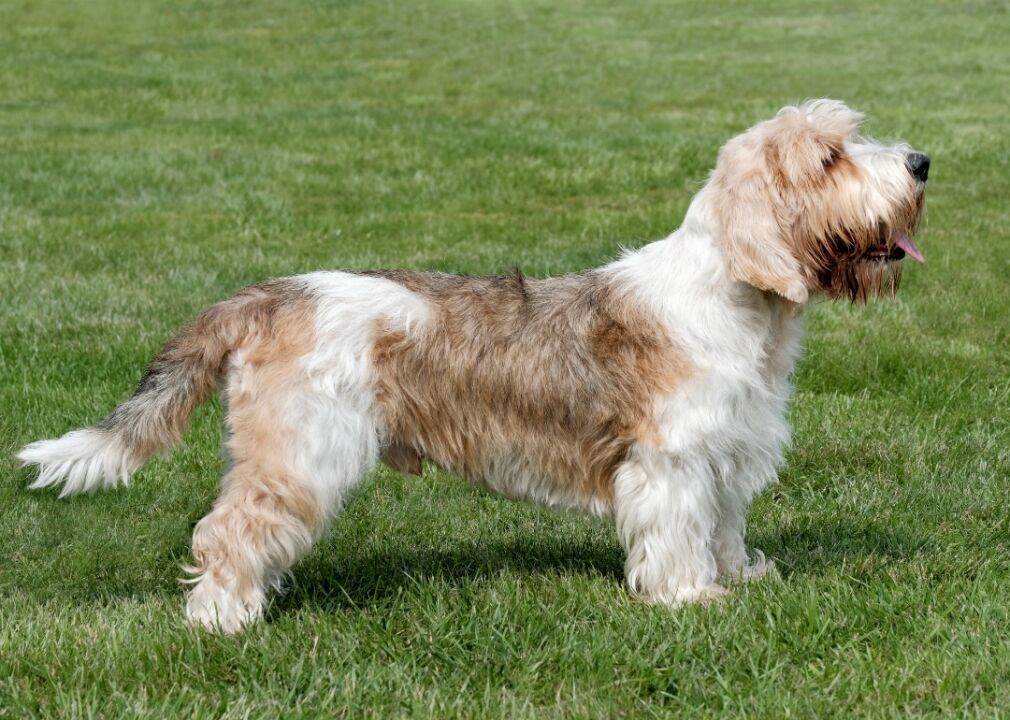 #18. Petit basset griffon Vendéen (tie)
